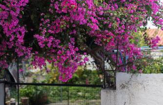 Jasmine Holiday Villa - Foto 57