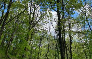 L'évidence - Foto 10