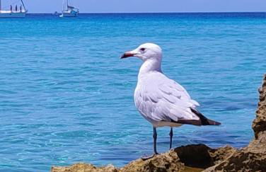 Le Capestang - Foto 2