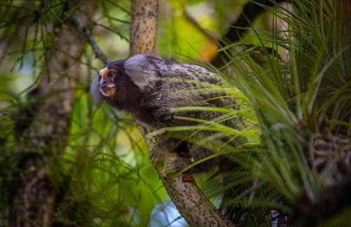 Casa Condominio Piccola Paraty - Photo 20