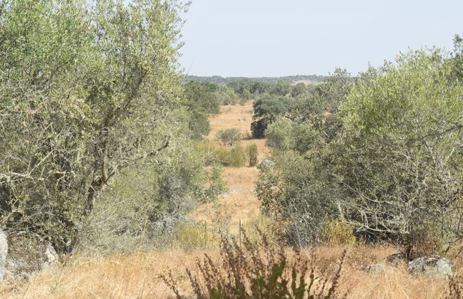 Tranquil Alentejo Villa With Pool - Foto 33