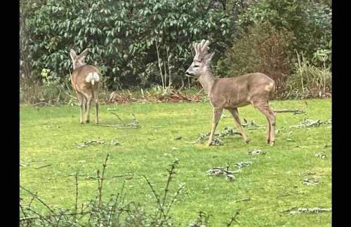 Holmans NEW FOREST - Photo 7