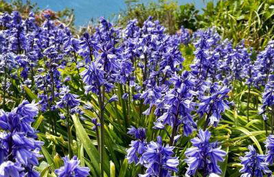 1bed Cottage Sleeps 2 - Enclosed Garden, Pets, Bbq - Foto 42