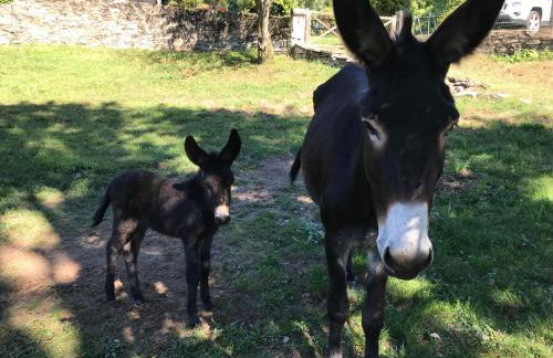 Il Ciliegio Selvatico - Foto 10