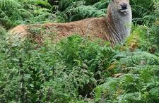 Eakie House Apartments - Kinlochleven - Foto 39