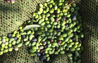 Poggio Magginga - Foto 35