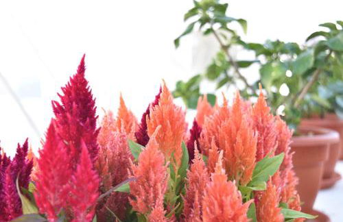 Apartamento La Discusión de Veedor 12 - Foto 22