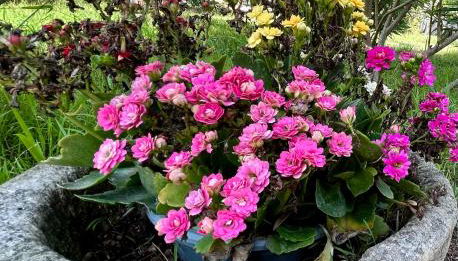 Oasis de verdure en centre-ville - jacuzzi privé - Foto 5, Garden