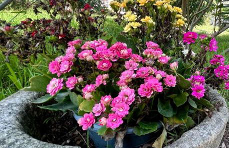 Oasis de verdure en centre-ville - jacuzzi privé - Foto 5