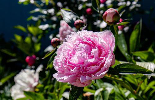 Ferienwohnungen Schwarzer in Seehausen am Staffelsee - Foto 50