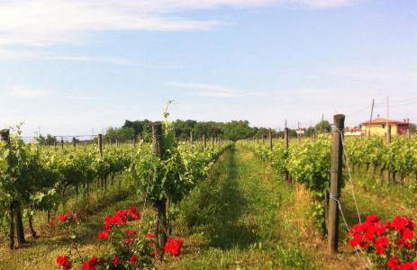 Agriturismo Gazza Ladra - Foto 12