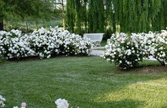 Tenuta Agriturismo La Borina - Foto 6