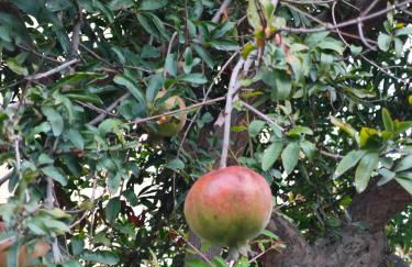 Home Ad Messinium - Foto 23