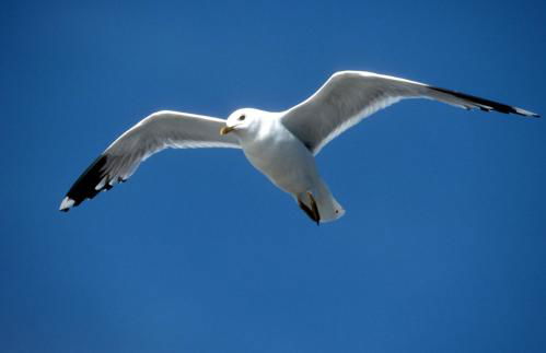 Altstadtflair Apartment - Foto 12