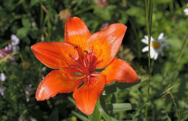 Appartamenti Ciapià - Foto 56