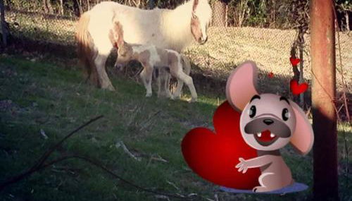 Country House Il Piancardato - Photo 4