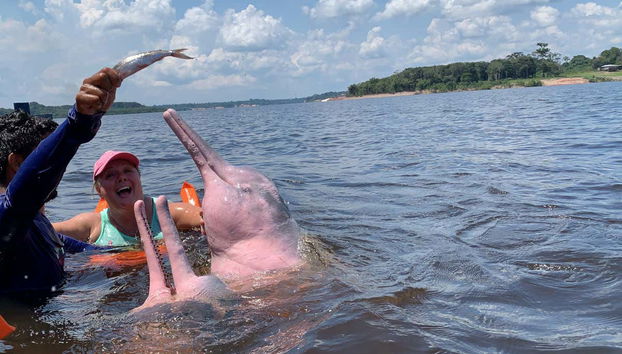 Baño con delfines rosados