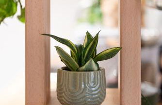 BOTANIC GUESTHOUSE ESTE - Foto 19