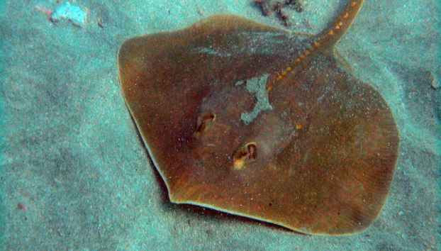 A manta ray