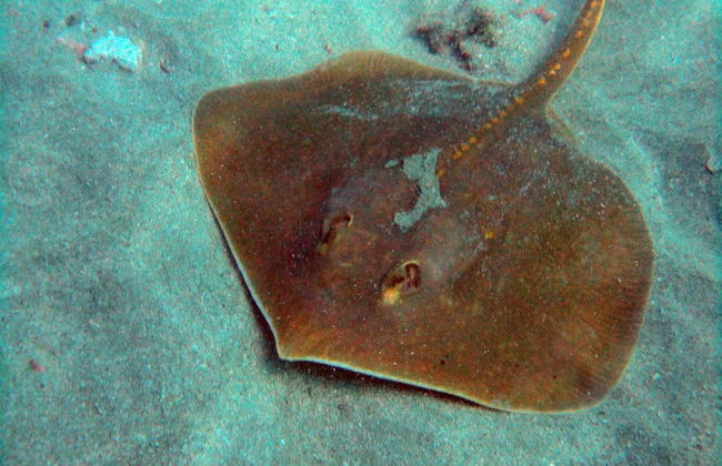 Ixtapa Zihuatanejo Beginner Scuba Diving Lesson - Photo 4