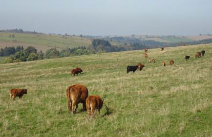 Ferienwohnung Erzgebirgswohnung Götze - Foto 65