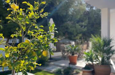 Apartment Lemon Tree - Foto 8