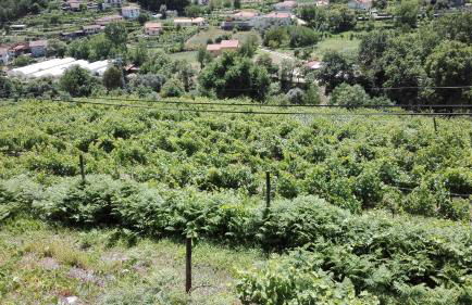 Quinta da Mata - Foto 14