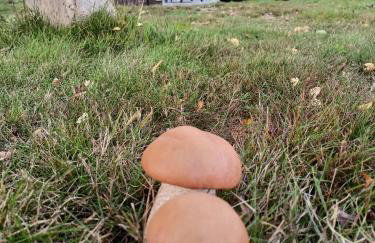 Grudza Barn House - Foto 9