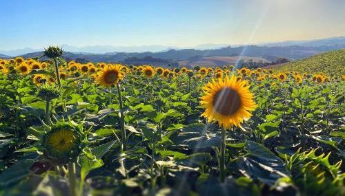 Agriturismo Casafaro Petritoli - Foto 4