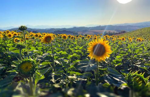 Agriturismo Casafaro Petritoli - Foto 4