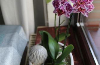 Ferienhaus Im Winkel - Foto 10