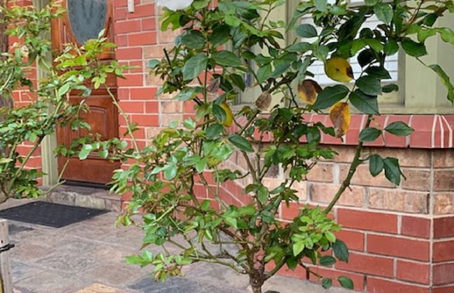 Adelaide Style Accommodation near City - Foto 1