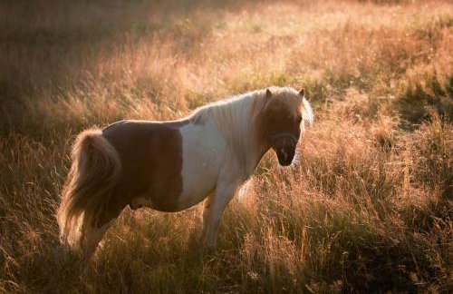 Domek na Obidzy - Foto 3