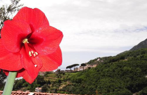 Le Mimose - Photo 20