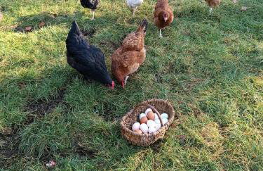 Agroturystyka Sosnowy Gaik - Foto 25