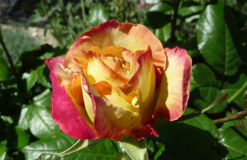 Le Mille Fleurs - Foto 24