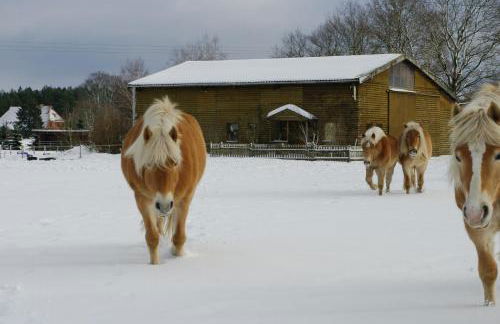Haflingerhof Heed - Foto 9