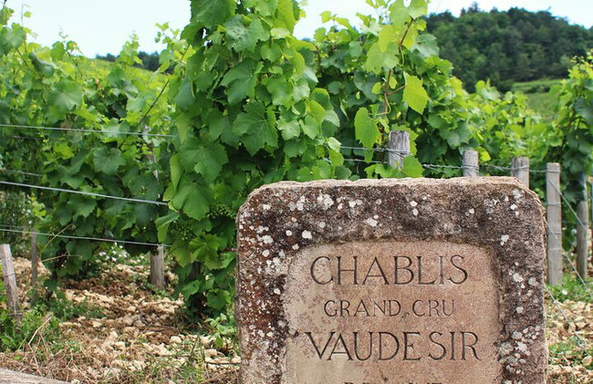 "Dégustation de vins à Chablis, au cœur de l'excellence !" - Photo 6