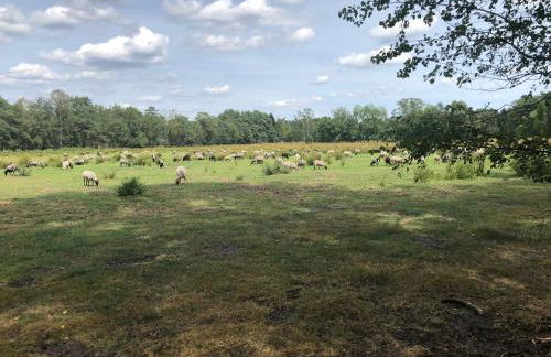 Villa Duck-Dich-Südheide - Photo 17