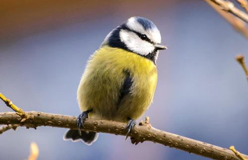 Pheasant Lodge Scottish Borders - Foto 43