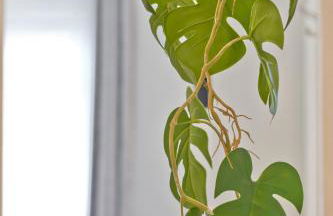 Malleus House - Foto 67