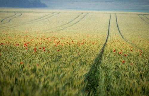 Ferienwohnung Sohnrey für 4 Gäste, Titisee-Neustadt - Foto 25
