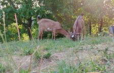 Apartman Barbara - Foto 29