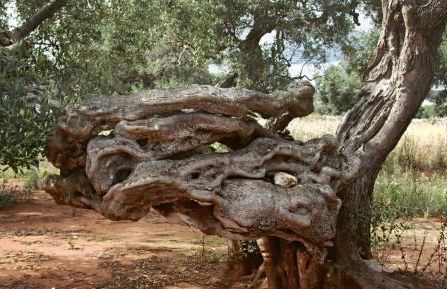 La Baronessa - Foto 60