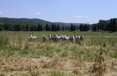 Tenuta di Paganico - I Roggeti - Foto 19