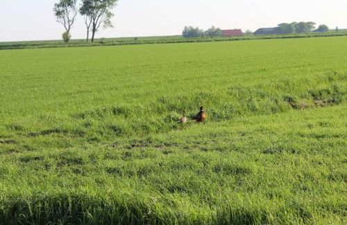 Nordzeeoase-Pethan met sauna - Photo 10