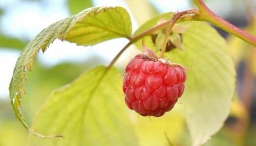 Biohof Seifert - Foto 3, Garden