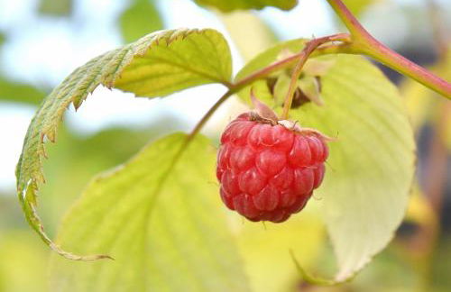 Biohof Seifert - Foto 3