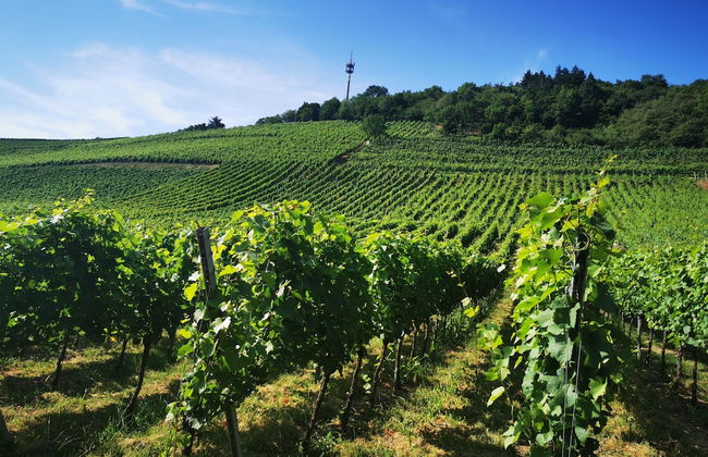 Park-Appartements - Foto 43