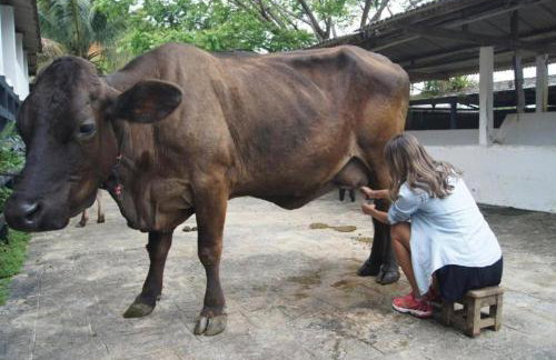 Flat 305 hotel Fazenda Engenho Pedra do Rodeadouro - Foto 24